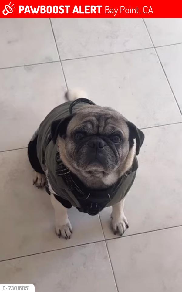 Lost Male Dog last seen Near pullman ave bay point CALIFORNIA, Bay Point, CA 94565