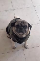 Lost Male Dog last seen Near pullman ave bay point CALIFORNIA, Bay Point, CA 94565