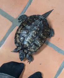 Lost Male Other last seen Carleton ave and Lister ct, Burnaby, BC V5G 3B9