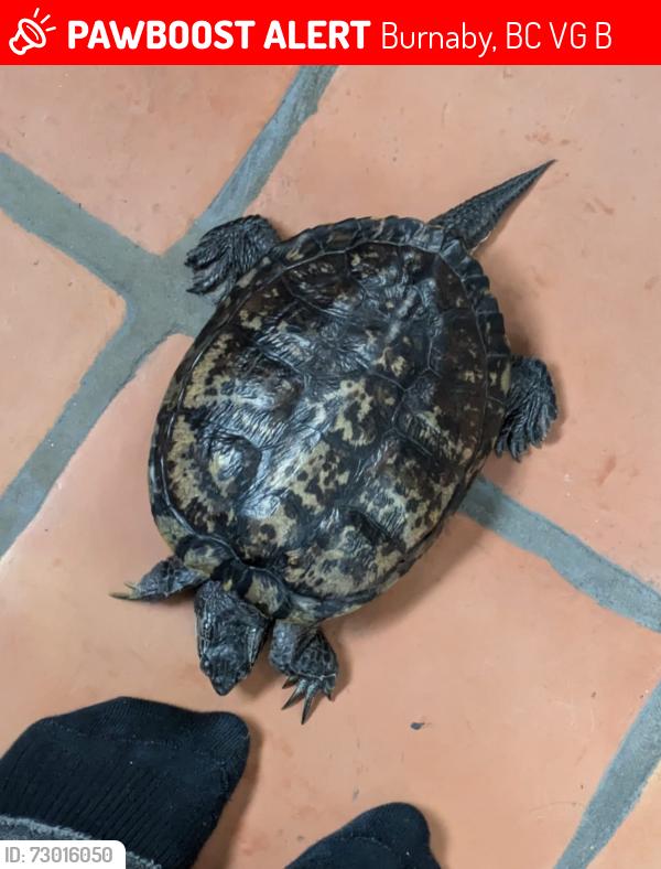 Lost Male Other last seen Carleton ave and Lister ct, Burnaby, BC V5G 3B9