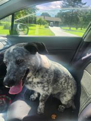 Found/Stray Male Dog last seen Old lemons mill & mt horeb pike, Lexington, KY 40511