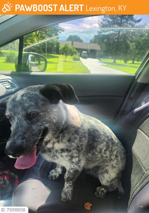 Found/Stray Male Dog last seen Old lemons mill & mt horeb pike, Lexington, KY 40511