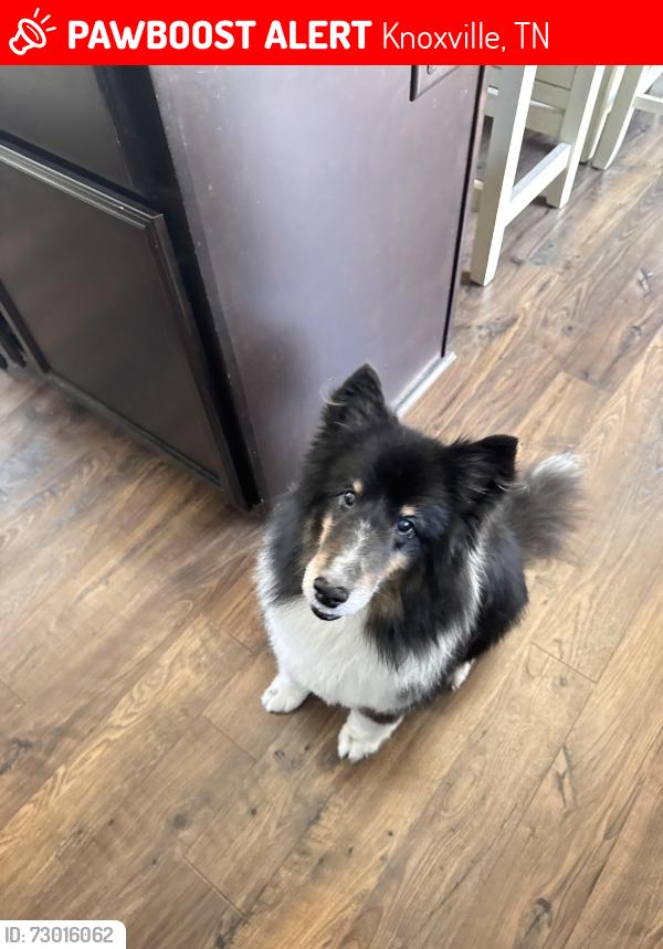 Lost Male Dog last seen Calvert Ln , Knoxville, TN 37918