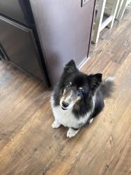 Lost Male Dog last seen Calvert Ln , Knoxville, TN 37918