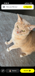 Reunited Female Cat last seen Near Charles farm circle , Louisville, KY 40299