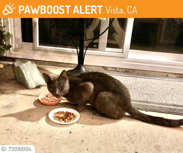 Found/Stray Unknown Cat last seen Tylee, Vista, CA 92083
