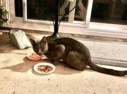 Found/Stray Unknown Cat last seen Tylee, Vista, CA 92083