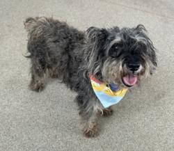 Shelter Stray Male Dog last seen Near S Bryan-Belt Line Rd, 75149, TX, 1650 Gross Rd, Mesquite, TX 75149, USA