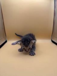 Shelter Stray Female Cat last seen Block of 4th Ave, Knox County GP, TN, 3201 Division St, Knoxville, TN 37919, USA