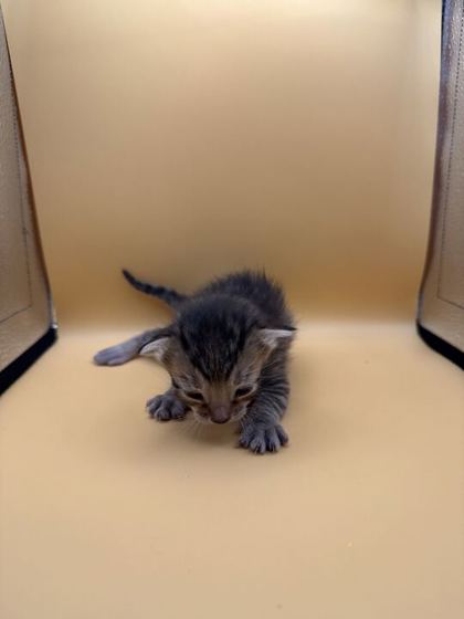 Shelter Stray Female Cat last seen Block of 4th Ave, Knox County GP, TN, 3201 Division St, Knoxville, TN 37919, USA