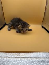 Shelter Stray Female Cat last seen Block of 4th Ave, Knox County GP, TN, 3201 Division St, Knoxville, TN 37919, USA