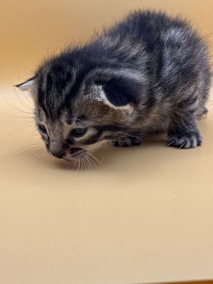 Shelter Stray Female Cat last seen Block of 4th Ave, Knox County GP, TN, 3201 Division St, Knoxville, TN 37919, USA