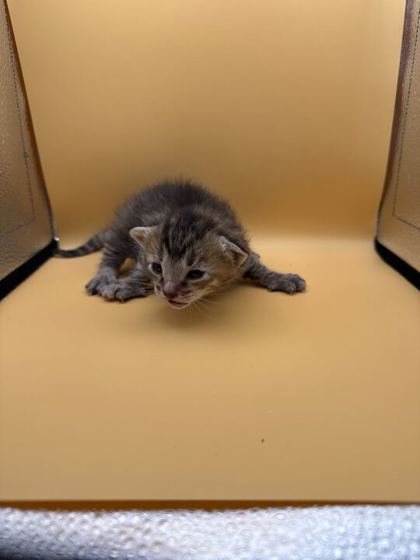 Shelter Stray Female Cat last seen Block of 4th Ave, Knox County GP, TN, 3201 Division St, Knoxville, TN 37919, USA