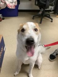 Shelter Stray Male Dog last seen , , TX, 355 Hillshire Dr, Haslet, TX 76052, USA