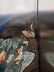 Shelter Stray Male Cat last seen Near quarter horse ln, Keller, TX, 330 Rufe Snow Dr, Keller, TX 76248, USA