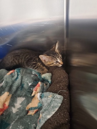 Shelter Stray Male Cat last seen Near quarter horse ln, Keller, TX, 330 Rufe Snow Dr, Keller, TX 76248, USA