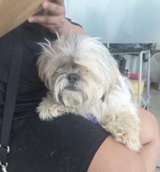 Shelter Stray Male Dog last seen Near Sierra Estate Trl, East District, TX, 355 Hillshire Dr, Haslet, TX 76052, USA