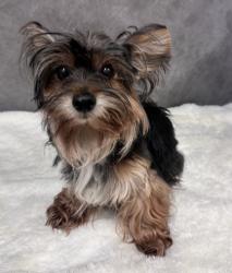 Shelter Stray Female Dog last seen Cedar Ridge Dr, Desoto, TX, 1150 E Pleasant Run Rd, Cedar Hill, TX 75104, USA
