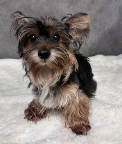 Shelter Stray Female Dog last seen Cedar Ridge Dr, Desoto, TX, 1150 E Pleasant Run Rd, Cedar Hill, TX 75104, USA