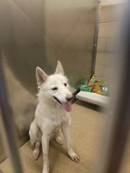 Shelter Stray Unknown Dog last seen Near s cannady dr, Cedar Hill, TX, 1150 E Pleasant Run Rd, Cedar Hill, TX 75104, USA