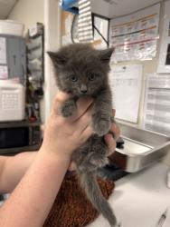 Shelter Stray Male Cat last seen VERNON ST & VERNON OAKS DR, Roseville City, CA, 200 Tahoe Ave, Roseville, CA 95678, USA