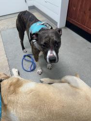Lost Female Dog last seen Hedgepeth Rd, Halifax, NC 27839