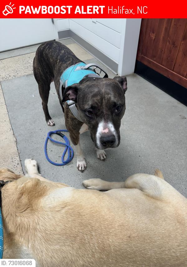 Lost Female Dog last seen Hedgepeth Rd, Halifax, NC 27839