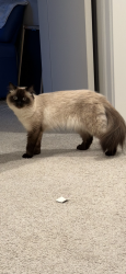 Lost Female Cat last seen Fred Meyer , Happy Valley, OR 97015