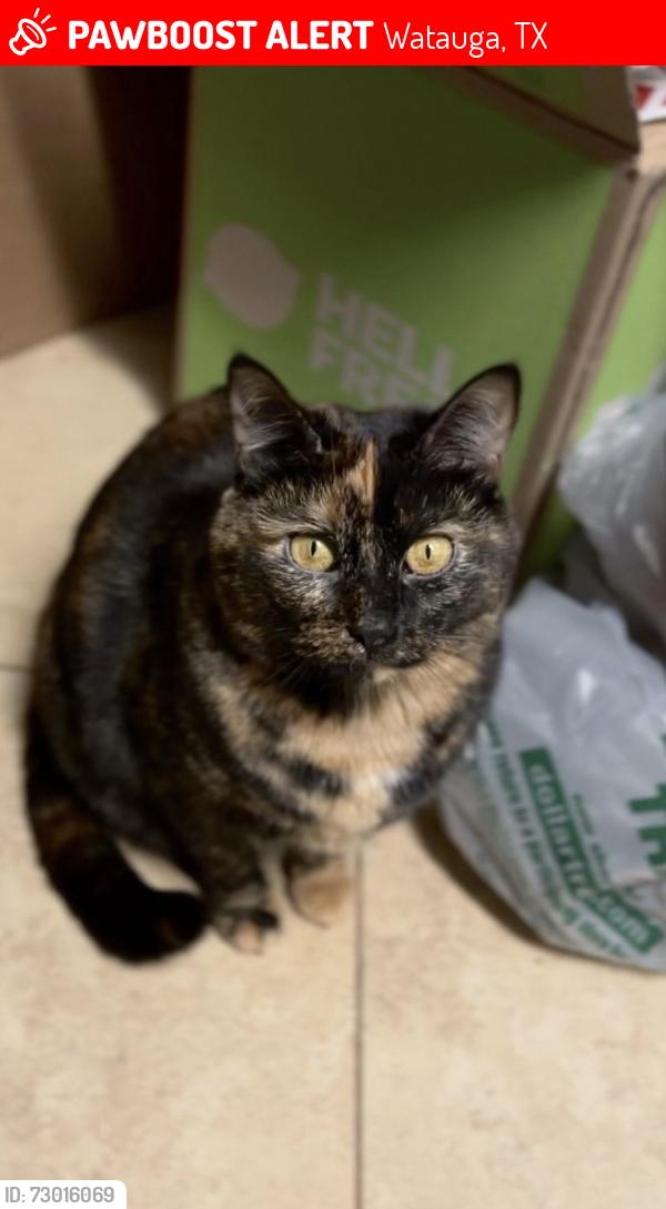 Lost Female Cat last seen Indian Springs road & Starnes , Watauga, TX 76148