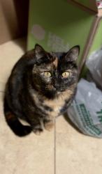 Lost Female Cat last seen Indian Springs road & Starnes , Watauga, TX 76148
