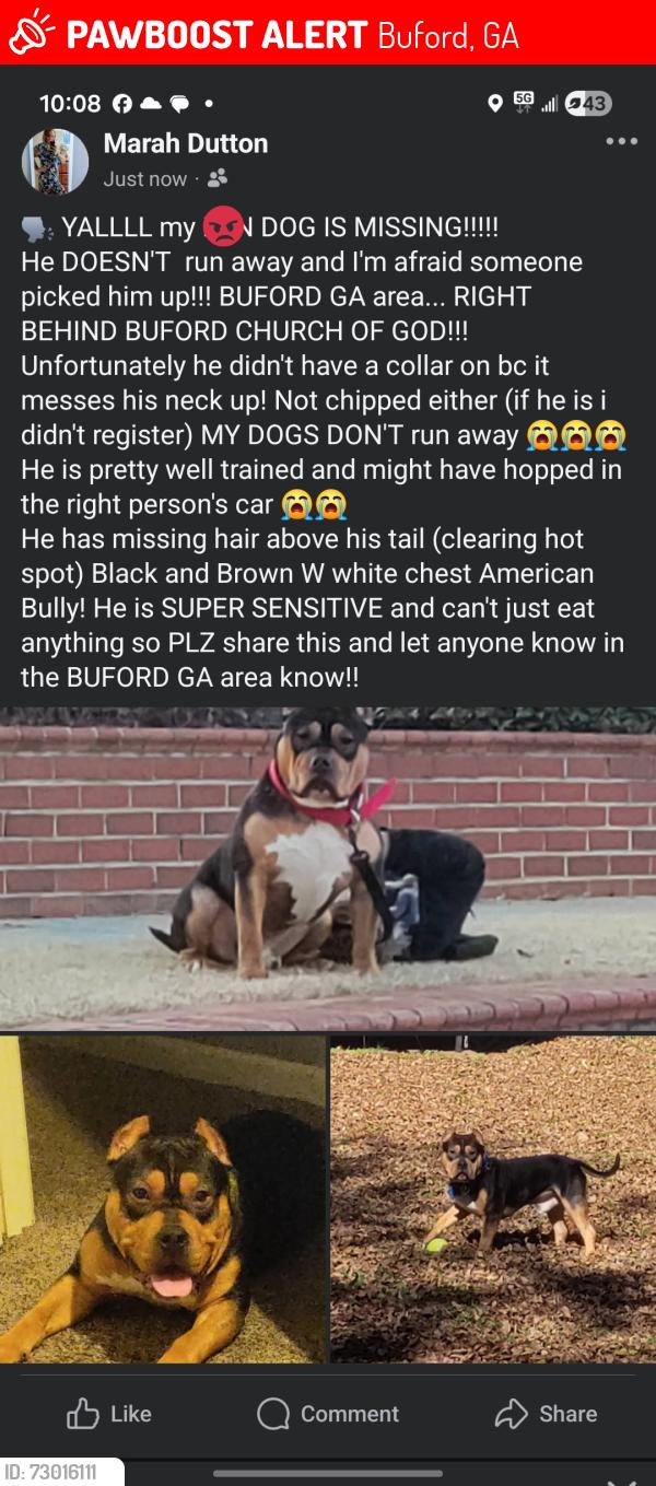 Lost Male Dog last seen Elliott st, Buford, GA 30518