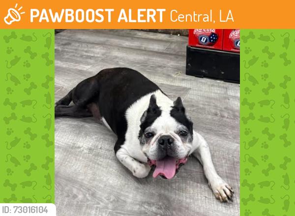 Found/Stray Male Dog last seen Near Indian Mound grocery on Liberty Road, Central, LA 70739