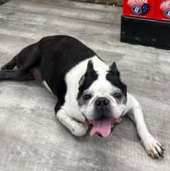 Found/Stray Male Dog last seen Near Indian Mound grocery on Liberty Road, Central, LA 70739