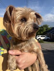 Found/Stray Female Dog last seen Asbury st, Bloomingdale, TN 37660