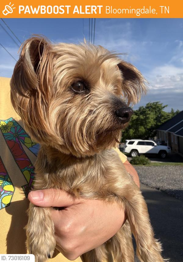 Found/Stray Female Dog last seen Asbury st, Bloomingdale, TN 37660
