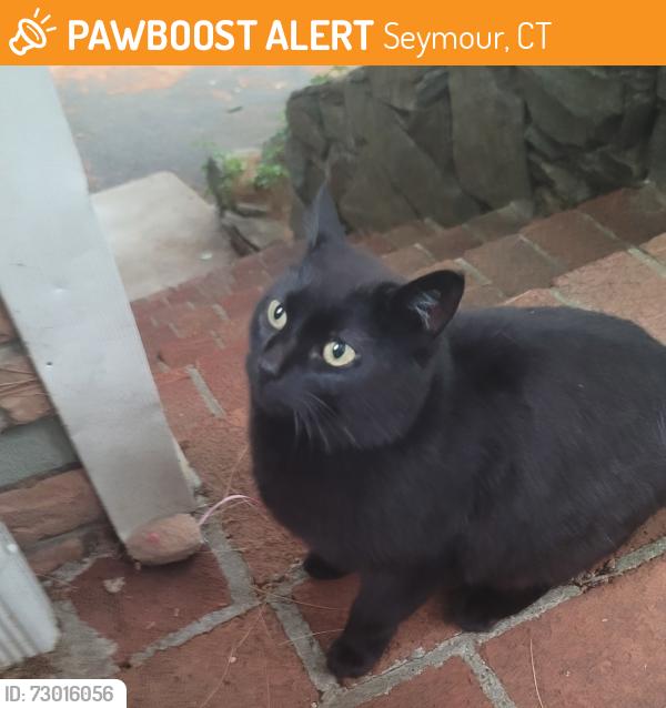 Found/Stray Female Cat last seen Moss ave seymour ct, Seymour, CT 06483