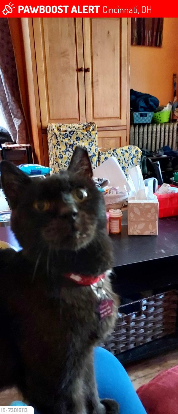 Lost Male Cat last seen Chase Ave, Cincinnati, OH 45223