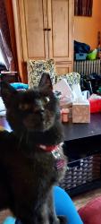 Lost Male Cat last seen Chase Ave, Cincinnati, OH 45223