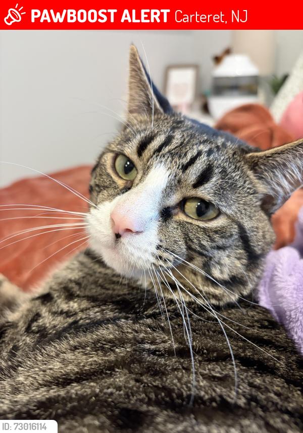 Lost Male Cat last seen West Carteret, Carteret, NJ 07008
