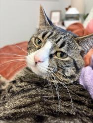 Lost Male Cat last seen West Carteret, Carteret, NJ 07008