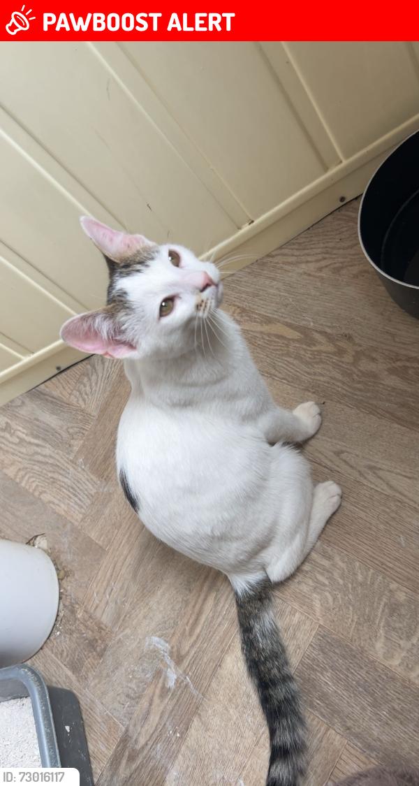 Lost Male Cat last seen Near the shops and old post office. May be near the social club , Leicester, England LE3 9LL