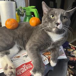 Reunited Male Cat last seen Madison , Sacramento, CA 95841
