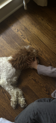 Reunited Male Dog last seen Yellow creek, Akron, OH 44333