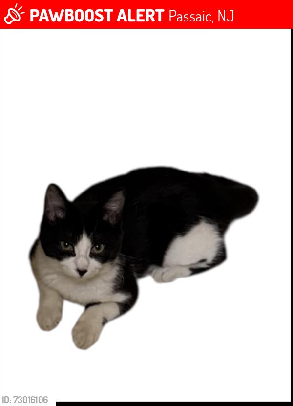 Lost Female Cat last seen Ascension street, Passaic, NJ 07055