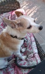 Lost Male Dog last seen Larchmont Blvd/Beverly, Los Angeles, CA 90004