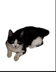 Lost Female Cat last seen Ascension street, Passaic, NJ 07055