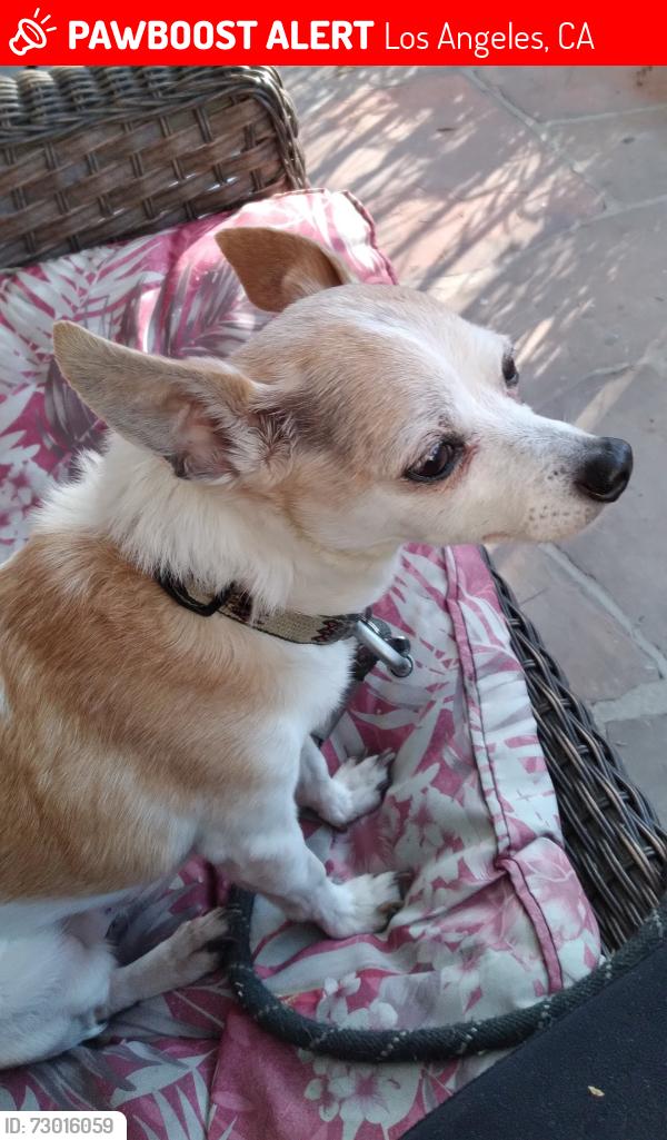 Lost Male Dog last seen Larchmont Blvd/Beverly, Los Angeles, CA 90004