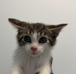 Shelter Stray Male Cat last seen Near Camino De La Plaza, San Diego, CA, 92154, 5500 Gaines St, San Diego, CA 92110, USA
