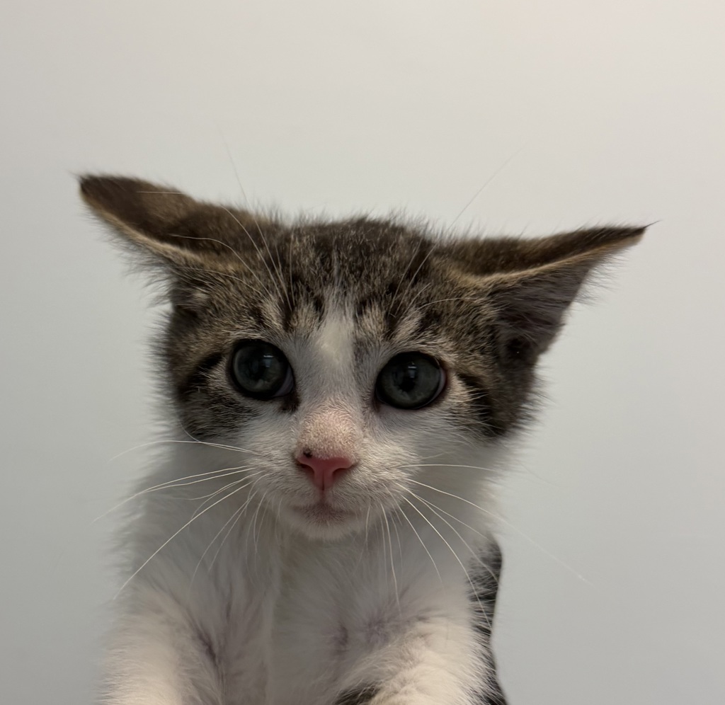 Shelter Stray Male Cat last seen Near Camino De La Plaza, San Diego, CA, 92154, 5500 Gaines St, San Diego, CA 92110, USA