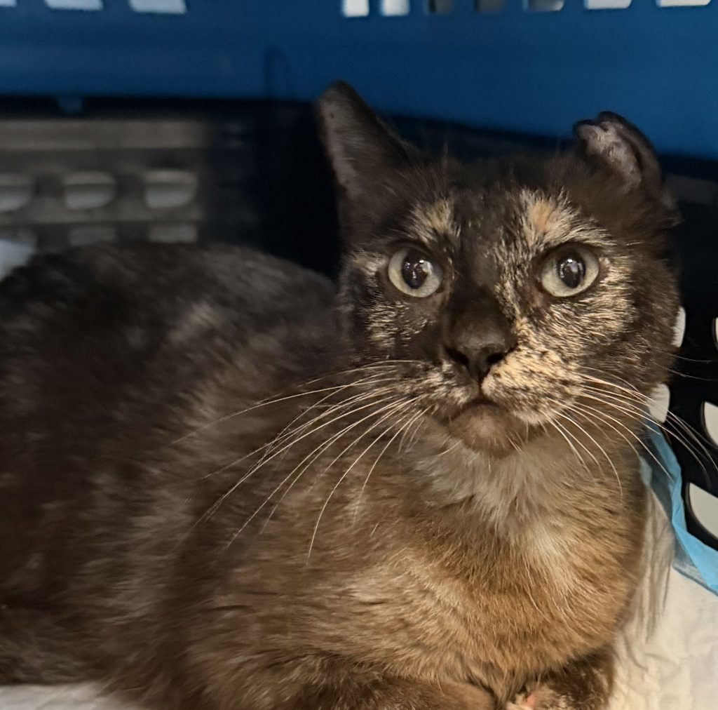Shelter Stray Female Cat last seen 35th Street, San Diego, CA, 92113, 5500 Gaines St, San Diego, CA 92110, USA